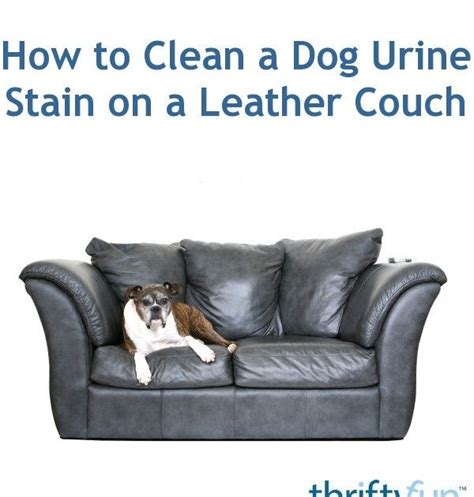 How To Remove Human Urine Smell From Leather Couch How to Remove a Urine Stain from a Leather Couch: 7 Steps